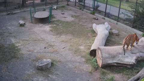 Tiger just having reast on the log Stock Footage 162732724