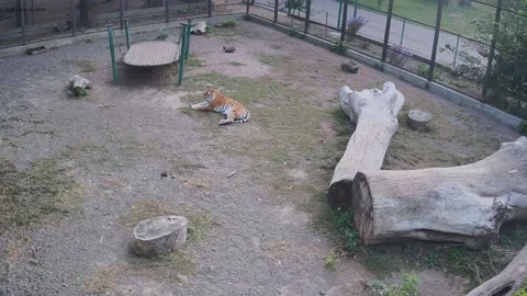 Tiger just having rest on the cage Stock Footage 162732740