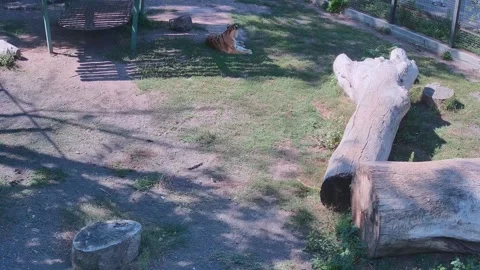 Tiger just lay down on the grass Stock Footage 160263976