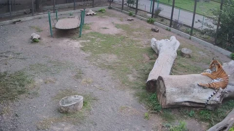 Tiger just laying on the log Stock Footage 162732705