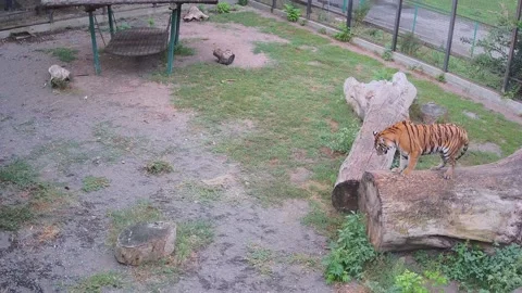 The tiger just lies on a log 스톡 동영상 159961470