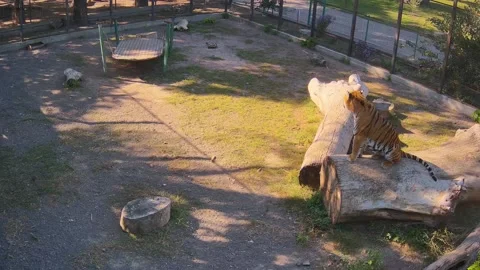 The tiger just sits on a log Stock Footage 162732448