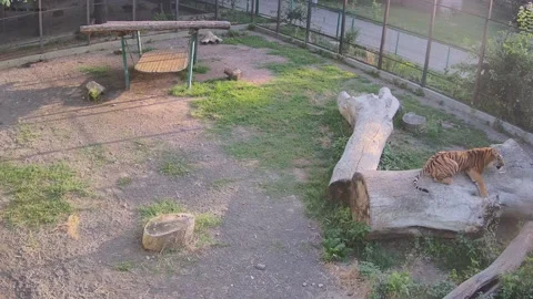 Tiger just sleaping on the tree Stock Footage 157967926