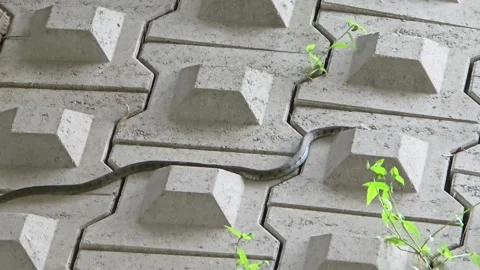 Tiger Keelback Snake Curving through Concrete Pavers near Seoul Yangjae Stream Stock Footage 341548394