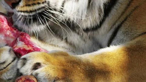 Tiger keeps meat in its paws and licks, close-ups Stockbeeldmateriaal 94759192