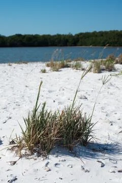 Tiger Key Stock Photos