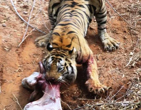 Tiger with a kill,pulling it to deep forest Stock Photos