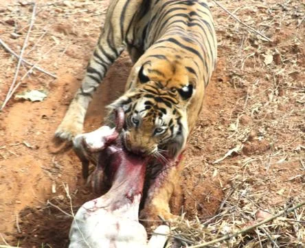 Tiger with a kill,pulling it to deep forest Stock Photos