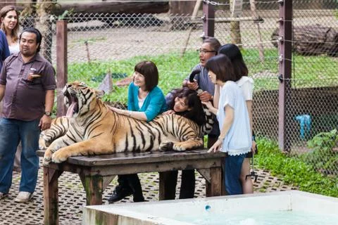 Tiger Kingdom Stock Photos