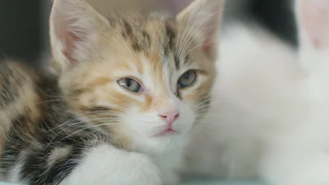 Tiger kitten falling asleep Stock Footage 248228592