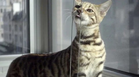 Tiger kitten - toyger cat on window sill playing with strings in New York City Vídeos de archivo 66063102