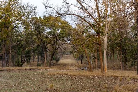 Tiger, landscape, Leopard Stock-Fotos