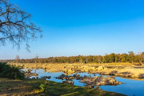 Tiger, landscape, Leopard Stock-Fotos