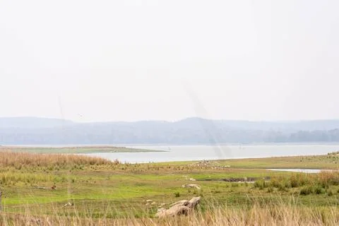 Tiger, landscape, Leopard Stock-Fotos