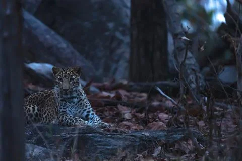 Tiger, landscape, Leopard 库存照片