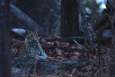 Tiger, landscape, Leopard Stock-Fotos