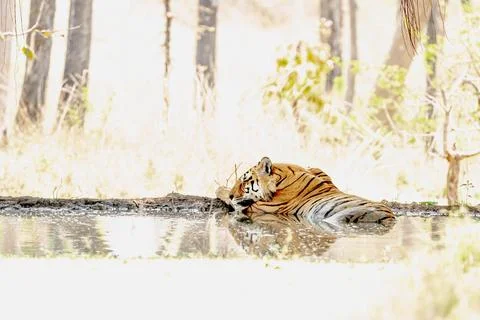 Tiger, landscape, Leopard 库存照片