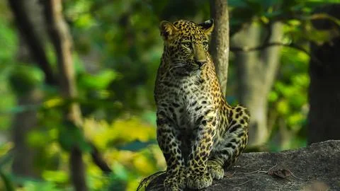 Tiger, landscape, Leopard Stock-Fotos