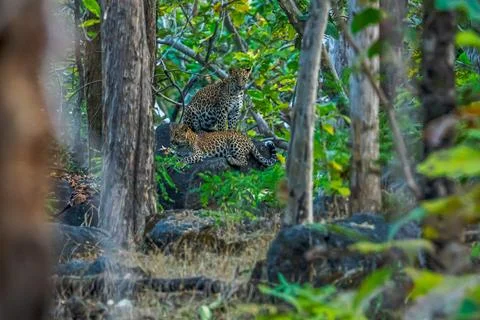 Tiger, landscape, Leopard Stock-Fotos