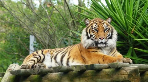 Tiger is largest cat species Stock Footage 62084401