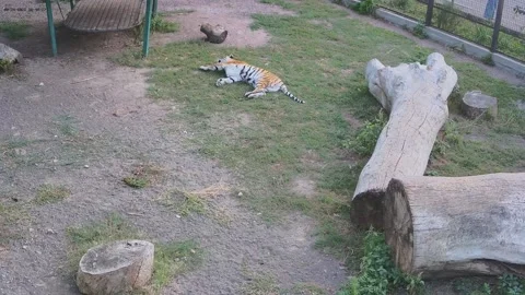 The tiger lay down on the grass and scratches its back Stock Footage 159961485