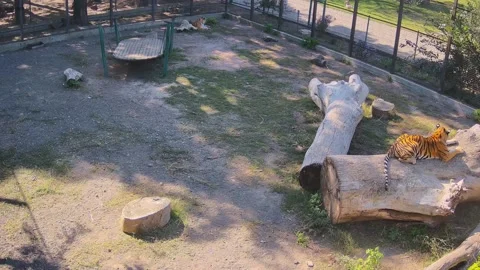 Tiger lay down on the log Stock Footage 162732807