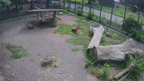 The tiger lay down in the middle of the enclosure on the cold grass Stock Footage 156493139