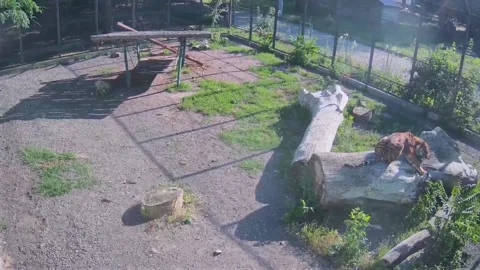 Tiger lay down to rest on a log after a long hot day in the sun 스톡 동영상 156493232