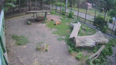 Tiger laying in the cage Stock Footage 157157623