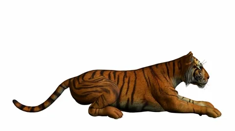 Tiger laying down Stock Footage 942133