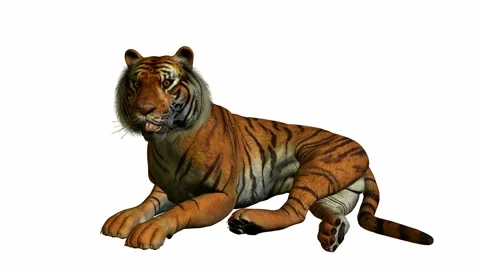 Tiger Laying Down Stock Footage 942301