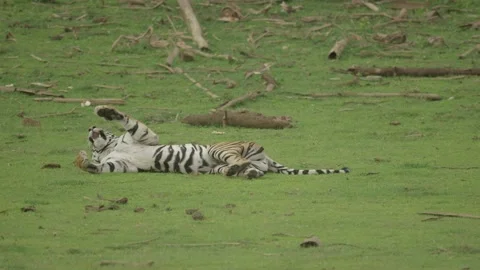 Tiger Laying Down Stock Footage 211832626