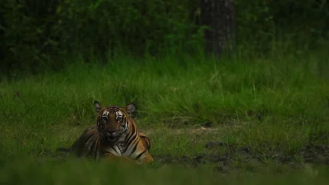 Tiger Laying Down Stock Footage 211832641