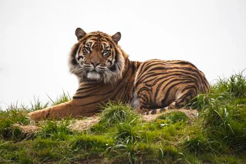 Tiger laying down resting Stock Photos
