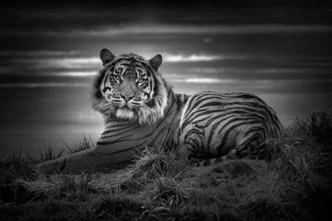 Tiger laying down resting 写真素材