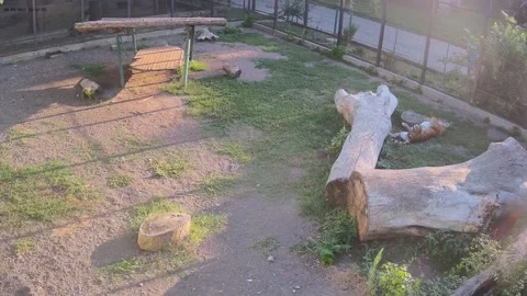 Tiger is laying on the grass Stock Footage 158617127