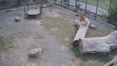 The tiger laying on a log Stock Footage 163355939