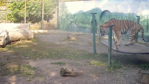 Tiger laying on the swing Stock Footage 164049565