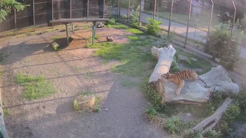 Tiger laying on the tree Stock Footage 157157650