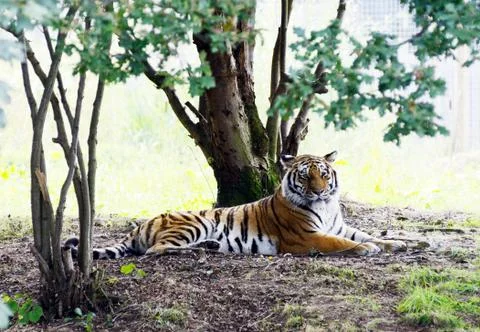 Tiger lazy Stock Photos