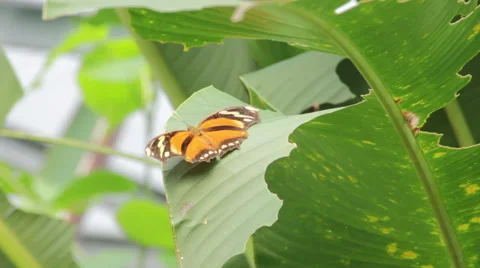 Tiger Leafwing Butterfly Stock Footage 59734203