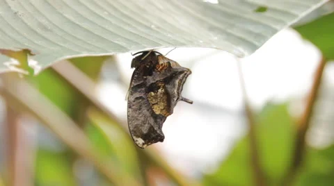Tiger Leafwing Butterfly Stock Footage 59734214