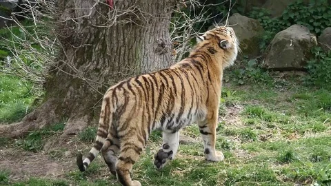 A tiger leaps Stock Footage 112138685