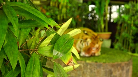 Tiger, leaves game with focus. Stock Footage 48560766