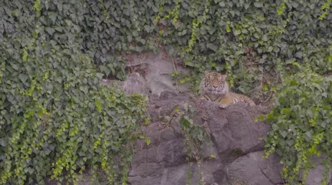 Tiger on ledge Stock Footage 53011756