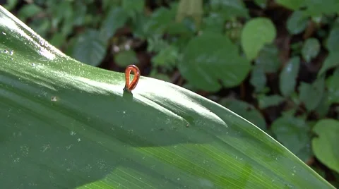 Tiger Leech walking on leaf in lowland rainforest Stock Footage 56694709