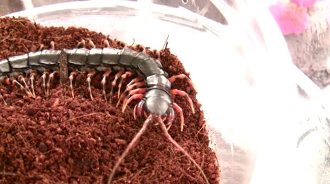 A Tiger Leg Centipede close-up at the LANHM Insect Fair 2010 Stock Footage 36961531