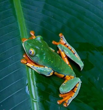 Tiger legged monkey tree frog Stock Photos