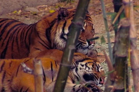 Tiger licking Stock Footage 668939