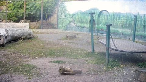 Tiger licks the camera Video stock 164049735